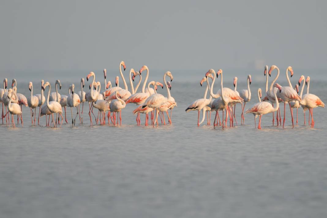 Akyatan’da Flamingo şöleni: Göç molası! - Resim: 18